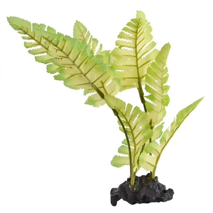 Underwater Treasures Painted Fern Plant