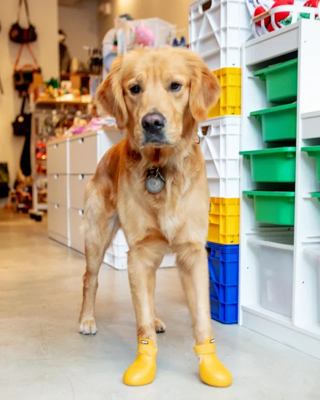 WagWellies Waterproof Dog Boots (in Green, Yellow, or Pink)