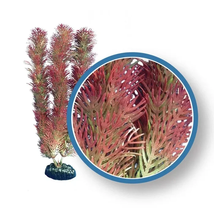 Weco Freshwater Pro Series Red Cabomba Aquarium Plant