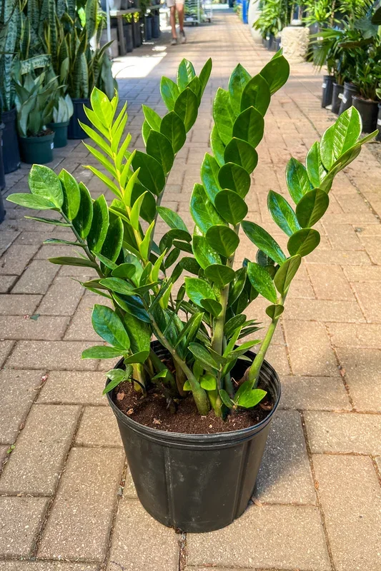 ZZ Plant, 8″